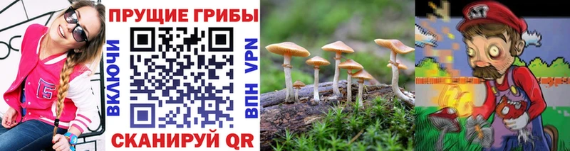 Псилоцибиновые грибы Psilocybine cubensis  Ессентуки 