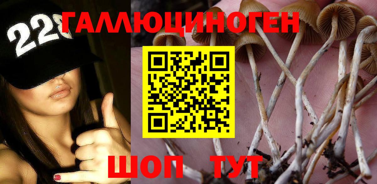 Галлюциногенные грибы Psilocybe  Ессентуки 